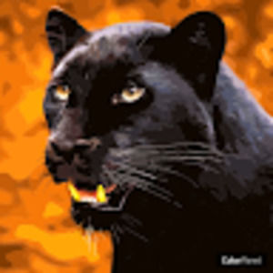 Meet your Posher, Darlene